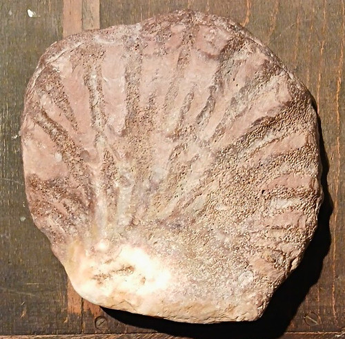 Fossile muschel schnecke - fossile, muschel/schnecke
