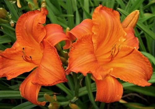 Hemerocallis mauna loa - hemerocallis, 'mauna