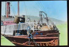 ZIEGEN AUF DEM SKJOLD DAMPFER