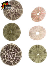 Luftpflanzen Halter Seeigel