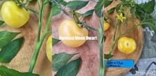 Tomaten Sorte: Barossa Moon (