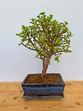 Zimmerbonsai bonsai jadebaum - zimmerbonsai,