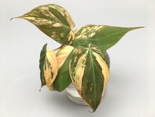 Philodendron Micans aurea /