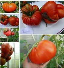 Brutus Fleischtomate rot feste leckere Tomate 1,60m -2 m bis 1500g schwer