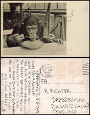 Postcard Kopenhagen København Zoo Affe beim essen 1939