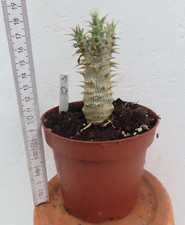 Pachypodium densiflorum 1 5.8