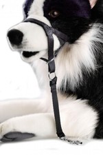 Hunde erziehungshalfter - hunde,