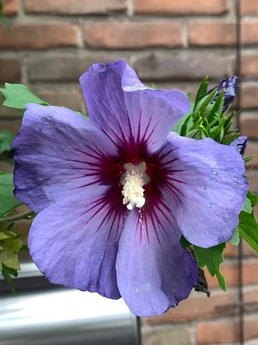 Garteneibisch hibiskus blau - garteneibisch,,