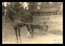 Foto, WK2, Ostfront, Pogostje-Kessel´43, Pferd mit Sulky-Wagen, 5026-943