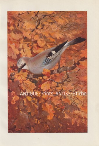Eichelhäher garrulus - eichelhäher, (garrulus