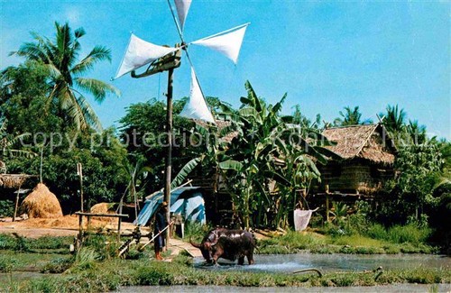 Thailand wasserbüffel - thailand,