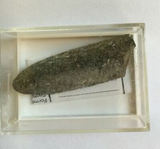 Belemnit,   6 cm x 2 cm