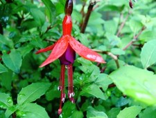 Winterharte Fuchsie Riccartonii - rot mit purpur - Co. 2 L
