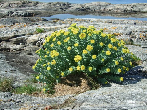 Samen der rhodiola rosea - rhodiola,