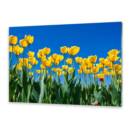 Glasbilder wandbild druck - glasbilder, auf