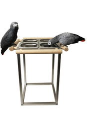 Papageien Freisitz Vögel