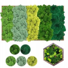 Islandmoos 5 Farben