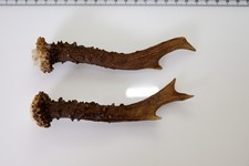 2 Geweihstangen vom Reh Geweih