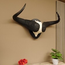 Kaffernbüffel Breite 99 cm