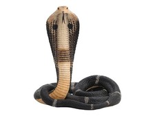 Aufgerollte und aufziehende