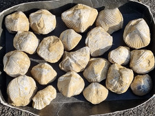 KONVOLUT Fossilien