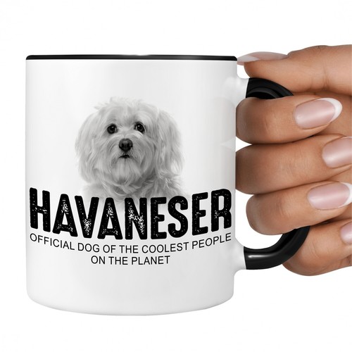 Havaneser havanese kuba bichon - havanese,