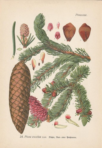 Fichte rotfichte picea abies - fichte,