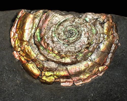 Irisierender psiloceras - irisierender,