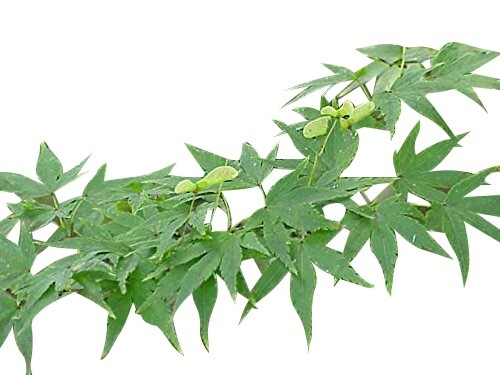 Fächer ahorn acer - -acer, palmatum-