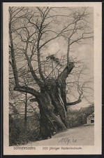 Ansichtskarte Dannenfels, 500