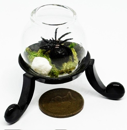 Tumdee spinnen terrarium - terrarium, im