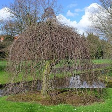 Rote süntelbuche - rote,
