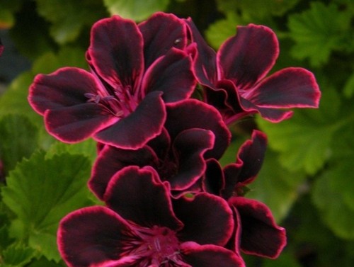 Pelargonie lord bute - pelargonie, 'lord