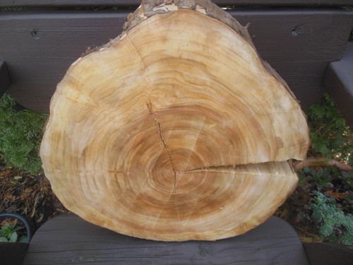 Baumscheibe holzscheibe - baumscheibe,