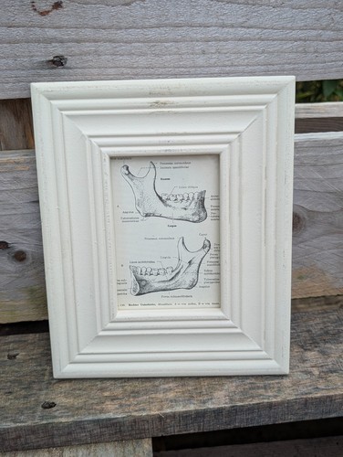 Anatomie bild unterkiefer - anatomie,