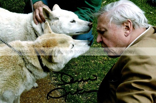 Sir david attenborough - david,