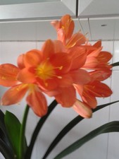 Clivia  Klivie  Tolles Aussehen  550cm Gesamt Höhe. 65cm breiteste Seite   Nr. 2