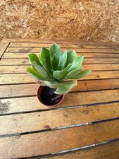 Aeonium glutinosum Madeira