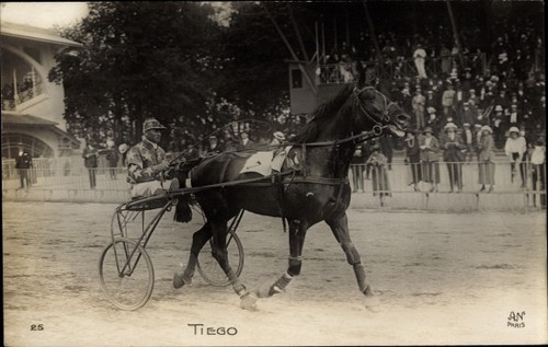 Trabrennen pferd tiego - trabrennen,,