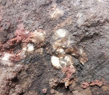 Wavellit xx von Neuer Segen Gottes Schönheide im  Erzgebirge Sachsen