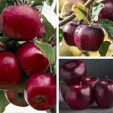 Apfelbaum Himbeer-Apfel