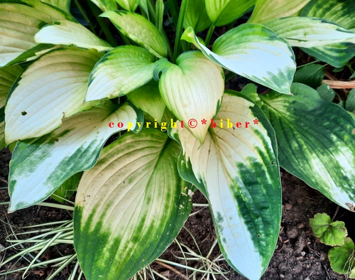 Hosta janet schöne - *janet*, rare