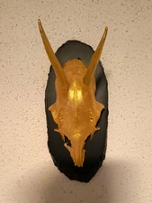 Kleine, goldfarbene Rehgeweihe