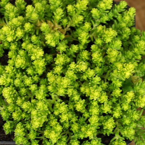 Scharfer mauerpfeffer sedum - scharfer,