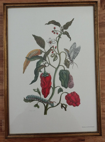 Paprika und schwärmer - paprika, –