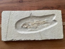 Fossil Fisch Tierfossil