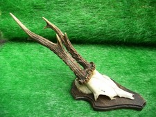 schöner 6er Rehbock Rehgeweih