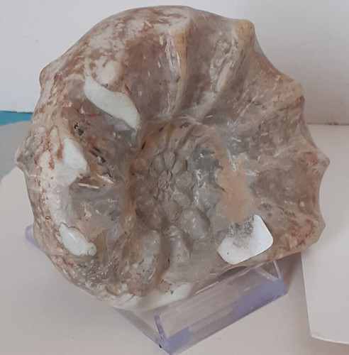 Ammonit ceratites evolutionus - ammonit,