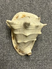 Große Helmschnecke Cassis