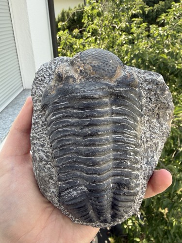Drotops megalomanicus trilobit - drotops,